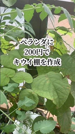 簡単すぎる極狭ベランダにキウイ棚の作り方🥝#家庭菜園 #再生栽培 #野菜作り #プランター栽培 #ベランダ菜園 #キウイの育て方