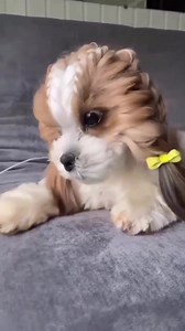 Love you dog beautiful 🐕 | Dogs Lovers