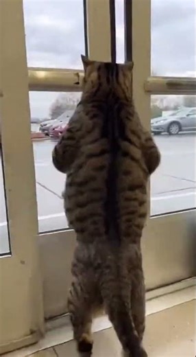 😂 Cat Breaks Kittens Out of Pet Shop 😼