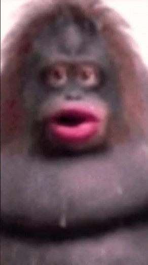 uh oh stinky #funny #music #exciting #monkey #monkeys #monke