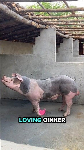Pietrain Pig "Muscular pig 🐷" #pig #animals #shorts