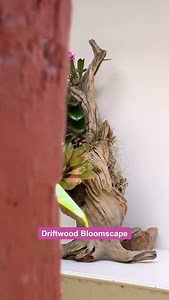 25 reactions | Driftwood-mounted orchids — nature’s art piece Mounting orchids on driftwood lets roots breathe naturally, just like in the wild It’s not just decor — it’s a living sculpture that grows more beautiful over time. . . . . . . . . . . . . . [Fyp, orchids, reel, trend, India] #fyp #orchid #orchidlover #trending #brand #viral #reels #OrchidDecor #orchidflower #OrchidCare | Orchid Tree | Facebook