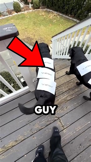 The Cutest Little Promoters Ever 🐶 @too.cute.labs #shorts #dog