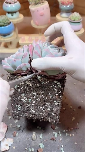 Satisfying Sounds for Plant Care Enthusiasts