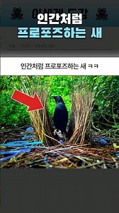 인간처럼 프로포즈하는 새 ㅋㅋ