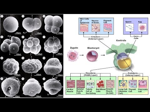 Animal Form and Function: Development