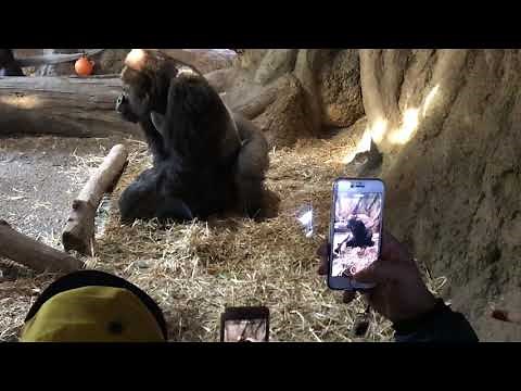 ゴリラの交尾とフィニッシュまで。