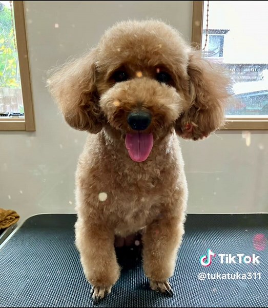 TikTokでtukatuka311さんをチェック！