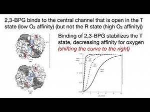 Regulation of hemoglobin by 2,3-BPG (2,3-bisphosphoglycerate aka DPG) (inc. fetal Hb & altitude)