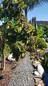 Dwarf longan grafting from nursery call me free deliver in north 550rs low price 59488846 | Munir Nobeebux