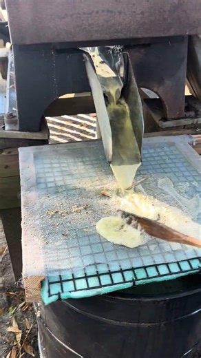 Cooking Cane Syrup + Steam Engines