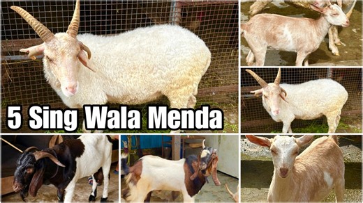 4.8K views · 42 reactions | Jacob Sheep with 5 Horns, Boer, Kota & Bantam Goat at Haji Saddaf Goats Pune | FSA Entertainment | Facebook