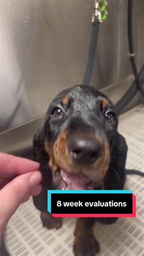 How has it been a year since our 8 week evaluations! These babies turned out so wonderfully and have all gone off to wonderful homes. #blackandtancoonhounds #hounddog #coonhound #puppy #showdog