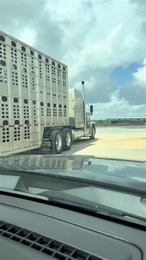 Cattle Hauling with 18 Wheelers: Trucker's Perspective