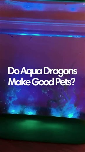 Aqua Dragons: Perfect Pets for Kids and Classrooms