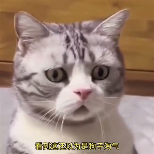 Dog This family will fall apart without me#Entertainment#Entertainment Review Awards