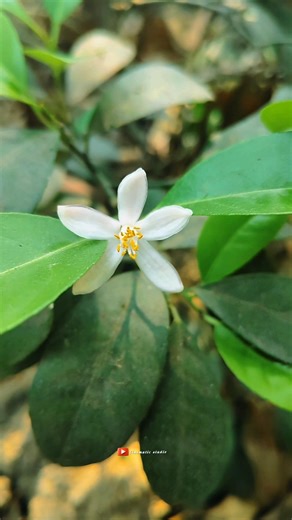 cinematic 4k video🍁white flower💮natural lover❄️.... #hdr#shortsfeed #shortsviral #naturalbeauty #4k