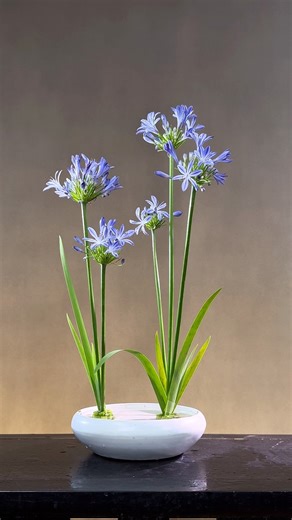 57K views · 1.3K reactions | Tutorial of two clusters of lily of the Nile in potted flowers!#teachesflowerarrangement #dmentflower #teachesflower #canbox #flowerlovers #orientalflower #arrangementflower #flower #arrangement #flowerlover | D’men Flowers | Facebook