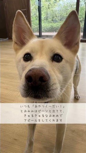 保護犬のショパン ：里親募集中のワンコ #Shorts #保護犬 #里親募集 #殺処分 #犬 #譲渡 #dog #ピースワンコ #譲渡センター #野犬 #飼育放棄