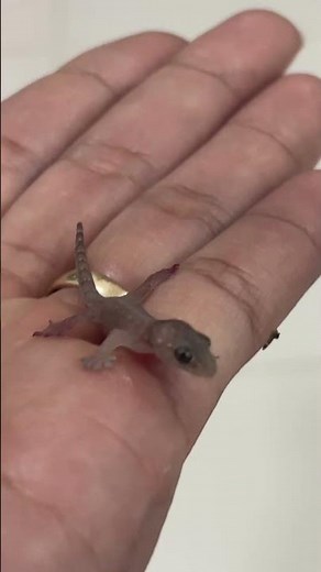 Baby Gecko Crawling on hand | Tiny Lizard Macro Video in 4K
