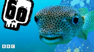 Deadly 60 Quiz: Fearsome Fish