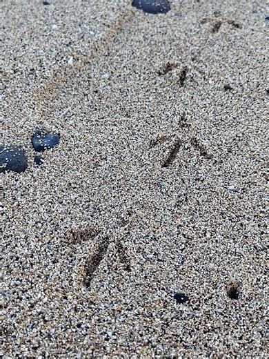 ockoo_microfarm (@ockoo_microfarm)’s videos with original sound - ockoo_microfarm