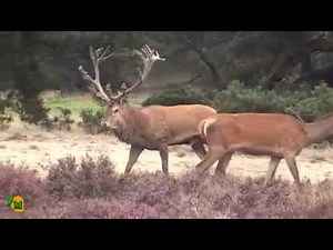 Red Deer Rutting in the Veluwe National Park