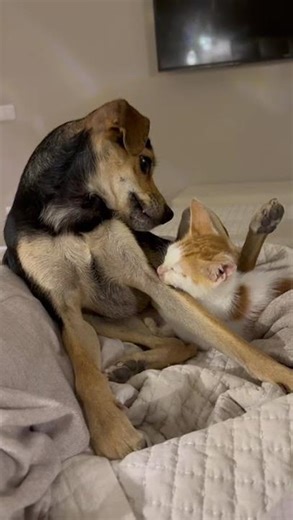 Joumbo - Hunde in Not aus dem Tierschutz - suchen ein Zuhause