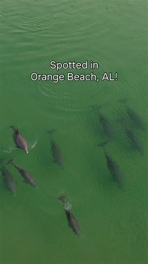 ☀️ Good morning from Orange Beach, AL! Even in January, the locals are out and about. 🐬 📍 Orange Beach, AL 🎥 Travis Middleton #AlabamasBeaches #OrangeBeachAL #dolphins | Visit Alabama's Beaches