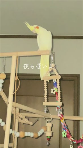 #オカメインコとの生活 #トガリオインコとの生活 #ウロコインコとの生活 ##