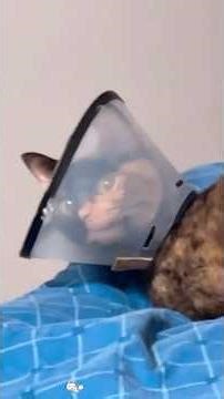 Cat vs. The Cone 🐱 #funnycats #catcare #catcomedy #catcompilation #catlife