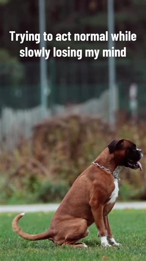Recognizing yourself? 😜 #patience #germanboxer #boxer #dod #igp #ipo #igppartb #doginaction | DTeibe Photography - Dogs, Horses, Moto, Aviation Photo