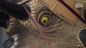 Dinosaurs are moving in at Auckland Zoo! 🦕 Just last week, five containers arrived carrying 25 dinosaurs of various shapes and sizes – some as large as a 12 metre long, three tonne Tyrannosaurus Rex. Watch as Stephen from The Dinosaur Company explains the mahi preparing them for you to visit. This includes carefully moving each dinosaur in place, seaming them up and airbrushing areas where needed. The next step will be connecting the hydraulics and seeing them roar and move! Stay tuned as we’ll