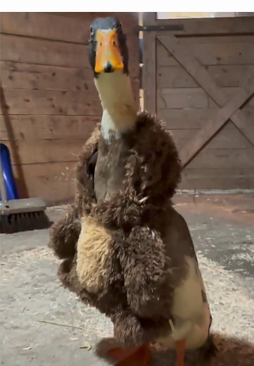 Ducks with a Twist: Advocating for Duck Rights