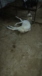 Night time protocols for Goats #bakrifarming #beautifullgoats #biggestbeetalgoats