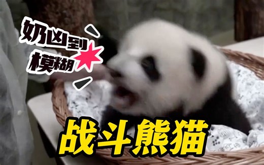 旅俄大熊猫幼崽展现“恶龙咆哮” 网友：“战斗”熊猫？