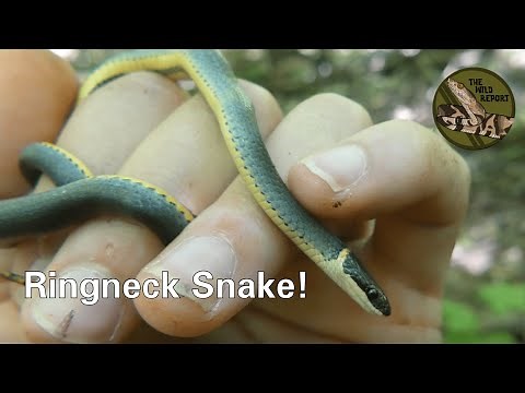 The Southern Ringneck Snake: Everything You Need To Know! (4K)