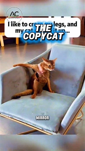Why Your Cat Is Secretly Copying Everything You Do!