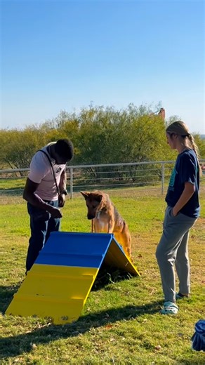 Building Better Dogs & Better Handlers | Working with Saving Hope Rescue