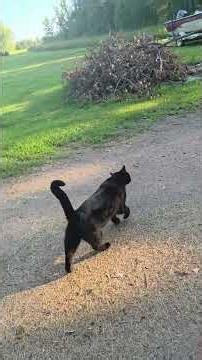Dale vs Horsefly. Kevin no walk? #blackcats #pitties #walkswithmydog #walkswith mycat