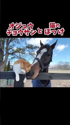 オジュウチョウサン、猫吸いに目覚める｜ヴェルサイユリゾートファーム