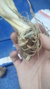 Prepping and planting dormant Bearded Iris rhizomes