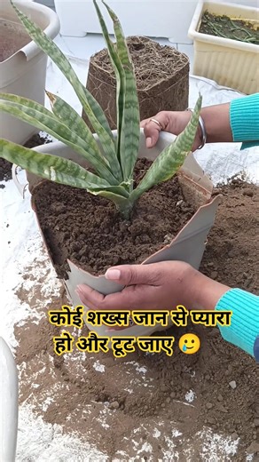 🌱snake plant report | snake plant ki reporting kaise kare #plants #reporting #youtubeshorts #shorts