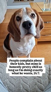 Does your beagle crave attention like Basil? 😂🤣😂 #basilthebeagle #dogsofinstagram #dogproblems #dogmomproblems #dogtok #londondogs #londondog #beagle #beagles #beaglelife #beagleclub #beaglepuppies #beaglepuppy #dogtalk #grumpybeaglesunited #reellife #reeldog #reelfun #reelsofinstagram #reeloftheday #funnyreels #funnyreel #funnydog #funnybeagle #comedy #dogcomedy | Basil Beagle