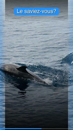 Les dauphins sont des génies de l'océan ! #shorts