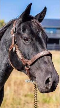 Blue Moon’s Due Date is TOMORROW! 💙🌙