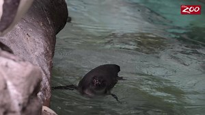 Happy World Oceans Day! Join us in taking a pledge to make small changes in your daily routine, and help us make a positive impact on the health of our oceans. Share with us in the comments how you reduce your single-use plastic waste! Together, we can help protect our oceans now and for the future. 💙🌎🌊 | Columbus Zoo and Aquarium