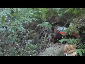 １２０ｋｇのイノシシを止めて撃ち獲らせた、幻のビーグル・中島犬・鈴木紀州犬・三重地犬 20141206実猟