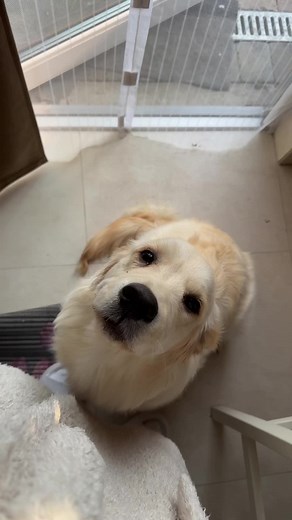 Relaly cool really awesome 🤌🏻 #goldenretriever #goldenretriverpuppy #puppy #dogsoftiktok #doglover #puppylove #puppylife #goldenpuppies #goldenpup #goldenretriever #goldenretrieverlife #dogs #puppylove #dog #dogtok