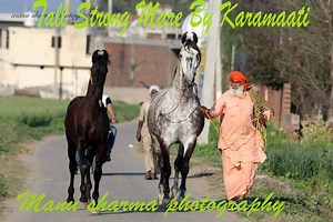 390K views · 28K reactions | tall and strong mare by Stallion Karamaati of Budha dal of Nihangs | Manu sharma photography | Facebook